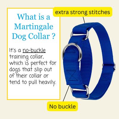Show full view: Country Brook Design Heavyduty Nylon Martingale Dog Collar, Royal Blue, Medium: 15 to 21-in neck, 1-in wide slide 6 of 10