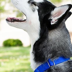 Country Brook Design Heavyduty Nylon Martingale Dog Collar, Royal Blue, Medium: 15 to 21-in neck, 1-in wide slide 2 of 9