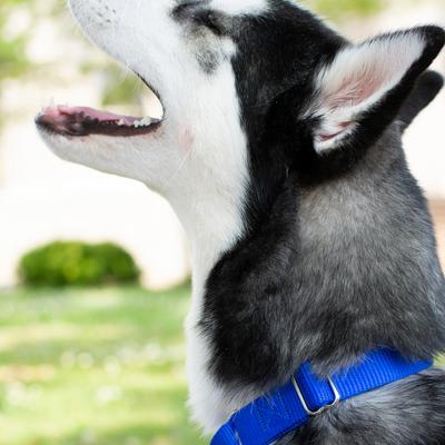 Show full view: Country Brook Design Heavyduty Nylon Martingale Dog Collar, Royal Blue, Large: 18 to 26-in neck, 1-in wide slide 3 of 10