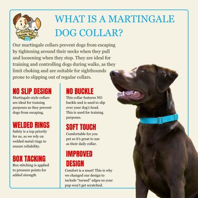 Show full view: Country Brook Design Heavyduty Nylon Martingale Dog Collar, Ice Blue, X-Large: 23 to 31-in neck, 1-in wide slide 8 of 10