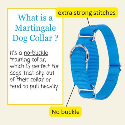 Show full view: Country Brook Design Heavyduty Nylon Martingale Dog Collar, Ice Blue, X-Large: 23 to 31-in neck, 1-in wide slide 6 of 10