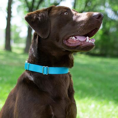 Show full view: Country Brook Design Heavyduty Nylon Martingale Dog Collar, Ice Blue, X-Large: 23 to 31-in neck, 1-in wide slide 2 of 10