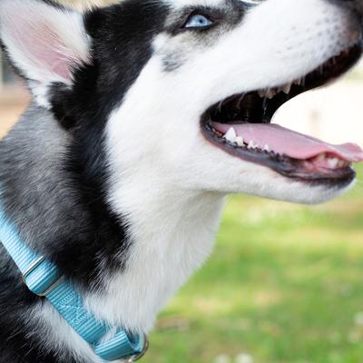 Show full view: Country Brook Design Heavyduty Nylon Martingale Dog Collar, Ocean Blue, X-Small: 9 to 12-in neck, 5/8-in wide slide 2 of 10