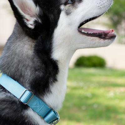 Show full view: Country Brook Design Heavyduty Nylon Martingale Dog Collar, Ocean Blue, Medium: 15 to 21-in neck, 1-in wide slide 3 of 10