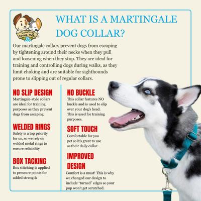 Show full view: Country Brook Design Heavyduty Nylon Martingale Dog Collar, Teal, Large: 18 to 26-in neck, 1-in wide slide 8 of 10