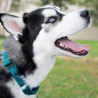 Show full view: Country Brook Design Heavyduty Nylon Martingale Dog Collar, Teal, Medium: 15 to 21-in neck, 1-in wide slide 3 of 11