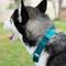 Show in main carousel: Country Brook Design Heavyduty Nylon Martingale Dog Collar, Teal, X-Large: 23 to 31-in neck, 1-in wide slide 4 of 11