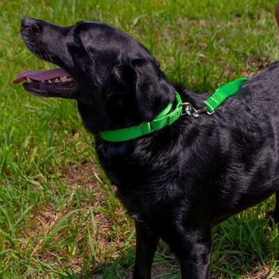 Show full view: Country Brook Design Heavyduty Nylon Martingale Dog Collar, Hot Green, X-Large: 23 to 31-in neck, 1-in wide slide 3 of 10