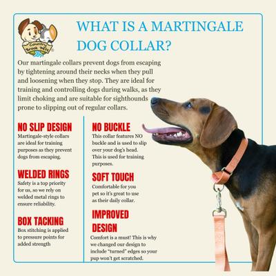 Show full view: Country Brook Design Heavyduty Nylon Martingale Dog Collar, Mango, Medium: 15 to 21-in neck, 1-in wide slide 8 of 10