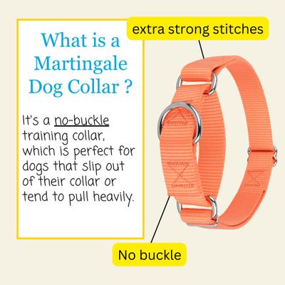 Show full view: Country Brook Design Heavyduty Nylon Martingale Dog Collar, Mango, Medium: 15 to 21-in neck, 1-in wide slide 6 of 10