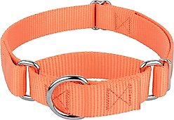 Country Brook Design Heavyduty Nylon Martingale Dog Collar, Mango, Medium: 15 to 21-in neck, 1-in wide