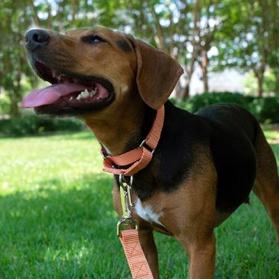 Show full view: Country Brook Design Heavyduty Nylon Martingale Dog Collar, Mango, Medium: 15 to 21-in neck, 1-in wide slide 3 of 10