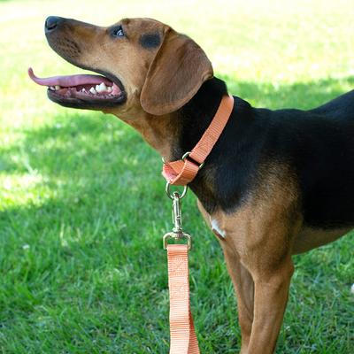 Show full view: Country Brook Design Heavyduty Nylon Martingale Dog Collar, Mango, Large: 18 to 26-in neck, 1-in wide slide 3 of 11