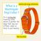 Show in main carousel: Country Brook Design Heavyduty Nylon Martingale Dog Collar, Orange, Small: 11 to 15-in neck, 3/4-in wide slide 6 of 10