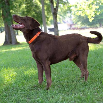 Show full view: Country Brook Design Heavyduty Nylon Martingale Dog Collar, Orange, Small: 11 to 15-in neck, 3/4-in wide slide 2 of 10