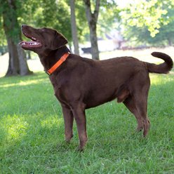 Country Brook Design Heavyduty Nylon Martingale Dog Collar, Orange, Medium: 15 to 21-in neck, 1-in wide slide 2 of 9