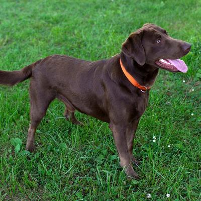 Show full view: Country Brook Design Heavyduty Nylon Martingale Dog Collar, Orange, Medium: 15 to 21-in neck, 1-in wide slide 4 of 11