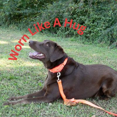 Show full view: Country Brook Design Heavyduty Nylon Martingale Dog Collar, Hot Orange, Medium: 15 to 21-in neck, 1-in wide slide 3 of 10