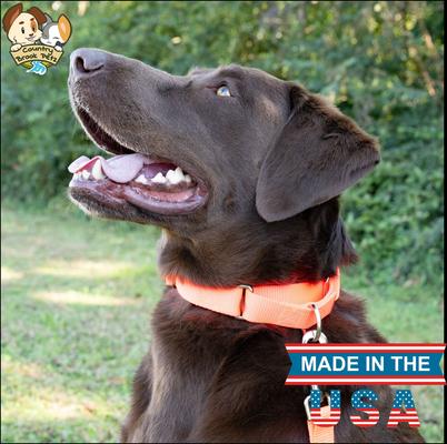 Show full view: Country Brook Design Heavyduty Nylon Martingale Dog Collar, Hot Orange, Medium: 15 to 21-in neck, 1-in wide slide 2 of 10