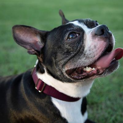 Show full view: Country Brook Design Heavyduty Nylon Martingale Dog Collar, Burgundy, Large: 18 to 26-in neck, 1-in wide slide 2 of 10
