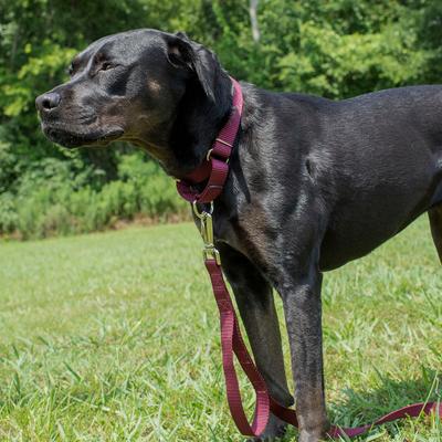 Show full view: Country Brook Design Heavyduty Nylon Martingale Dog Collar, Burgundy, Medium: 15 to 21-in neck, 1-in wide slide 3 of 10