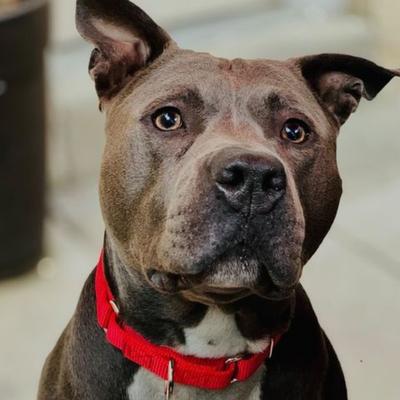 Show full view: Country Brook Design Heavyduty Nylon Martingale Dog Collar, Red, Small: 11 to 15-in neck, 3/4-in wide slide 3 of 10