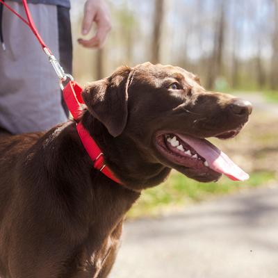 Show full view: Country Brook Design Heavyduty Nylon Martingale Dog Collar, Red, Large: 18 to 26-in neck, 1-in wide slide 2 of 10