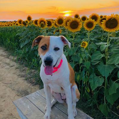 Show full view: Country Brook Design Heavyduty Nylon Martingale Dog Collar, Hot Pink, Medium: 15 to 21-in neck, 1-in wide slide 2 of 10
