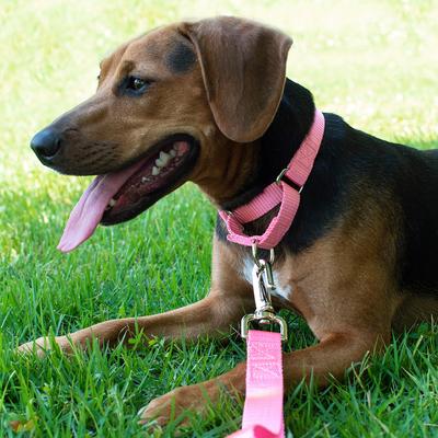 Show full view: Country Brook Design Heavyduty Nylon Martingale Dog Collar, Pink, X-Small: 9 to 12-in neck, 5/8-in wide slide 3 of 10