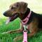 Show in main carousel: Country Brook Design Heavyduty Nylon Martingale Dog Collar, Pink, Medium: 15 to 21-in neck, 1-in wide slide 3 of 10