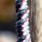 Show in main carousel: Equinavia Stella Poly Snap Horse Lead Rope, Wine Red/Mirage Blue/Silver Sconce Gray slide 6 of 6