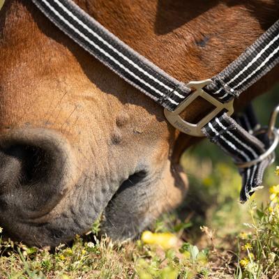 Show full view: Horze Adepto Horse Halter, Dark Navy, Cob slide 5 of 6