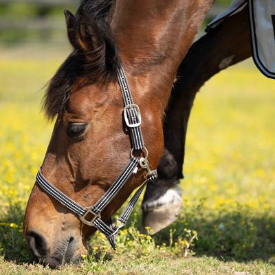 Show full view: Horze Adepto Horse Halter, Dark Navy, Cob slide 4 of 6