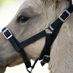 Horze Foal Horse Halter, Black slide 2 of 6