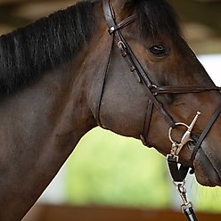 Horze Horse Lunging Strap, Black slide 2 of 3