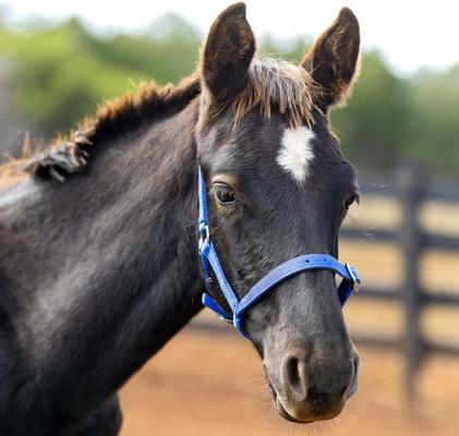 Show full view: Horze Foal Horse Halter, Blue slide 3 of 6