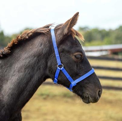 Show full view: Horze Foal Horse Halter, Blue slide 4 of 6