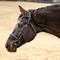 Show in main carousel: Horze Rubber Horse Bit Guards slide 2 of 3
