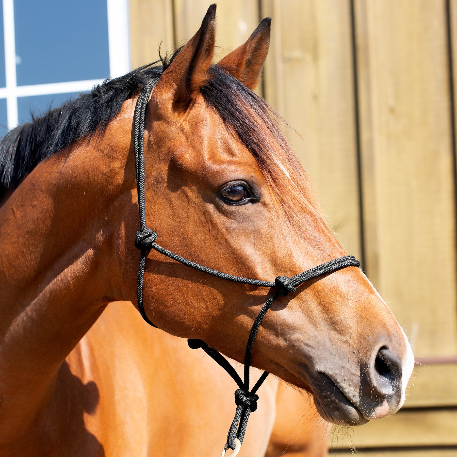 Equinavia Rope Horse Halter, Black