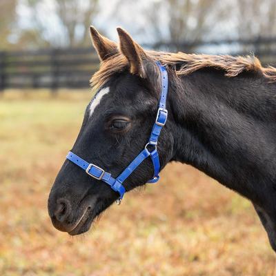 Show full view: Horze Foal Horse Halter, Blue slide 5 of 6