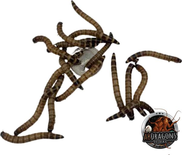 Show full view: ABDragons Dubia Roach Hornworm & Superworm Live Feeder Combo Reptile Food, Medium slide 7 of 10