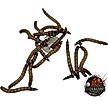 Show in main carousel: ABDragons Dubia Roach Hornworm & Superworm Live Feeder Combo Reptile Food, Medium slide 7 of 10