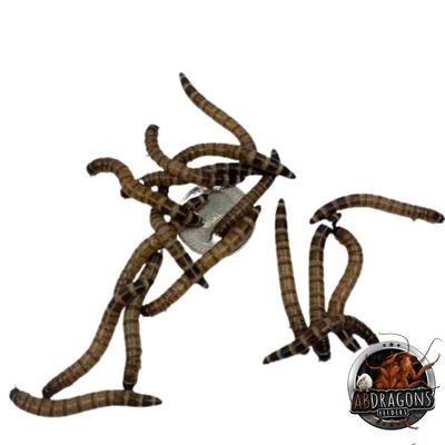 Show full view: ABDragons Dubia Roach Hornworm & Superworm Live Feeder Combo Reptile Food, Medium slide 7 of 10