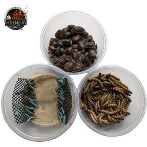 ABDragons Dubia Roach Hornworm & Superworm Live Feeder Combo Reptile Food, Large