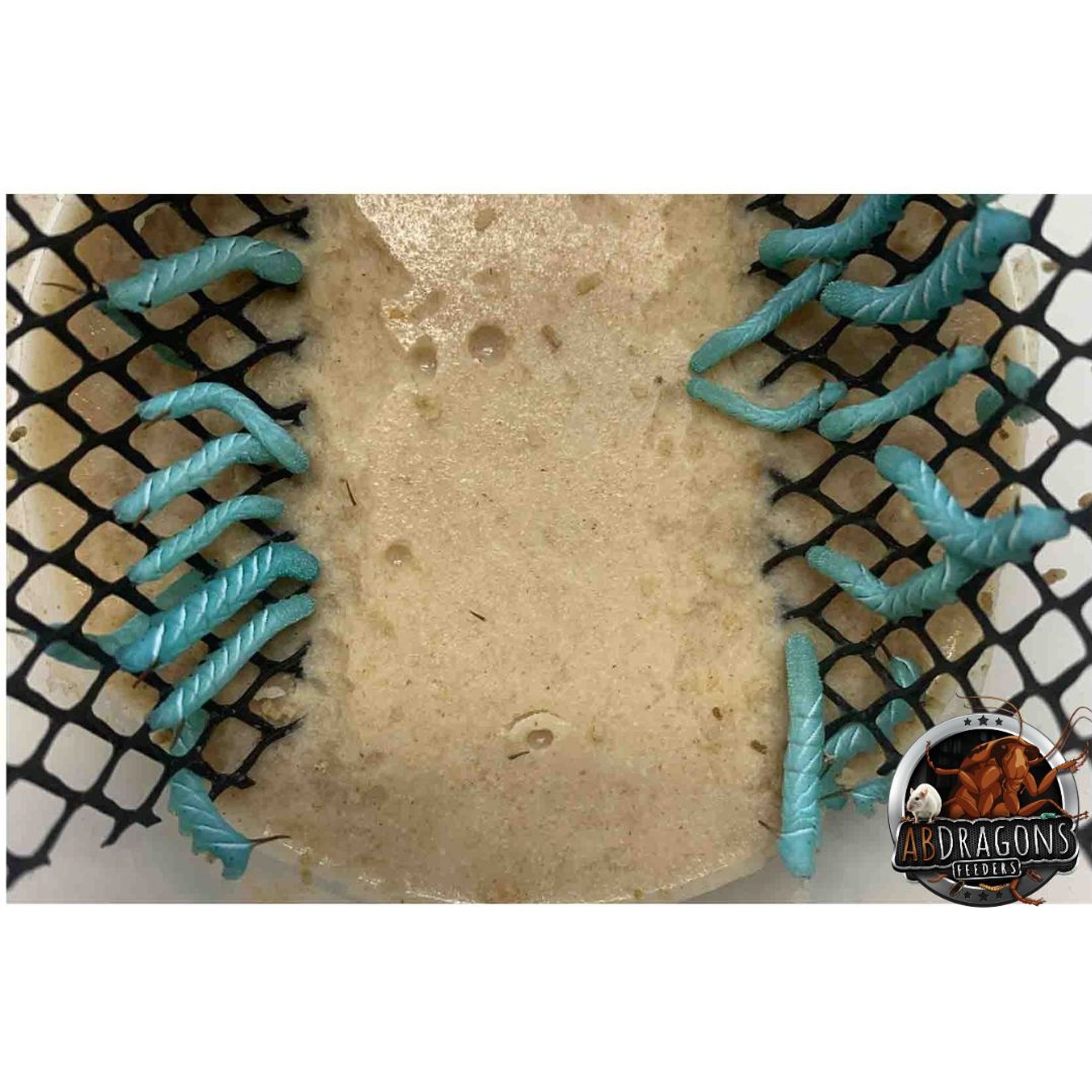ABDragons Live Hornworms Reptile, Bird, Fish & Small Pet Food