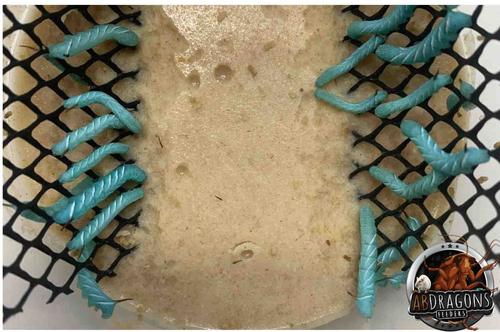 Show full view: ABDragons 2 Week Leopard Gecko Meal Plan, Adult slide 5 of 6