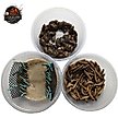 Show in main carousel: ABDragons Dubia Roach Hornworm & Superworm Live Feeder Combo Reptile Food, Medium slide 1 of 10
