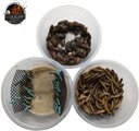 ABDragons Dubia Roach Hornworm & Superworm Live Feeder Combo Reptile Food, Medium