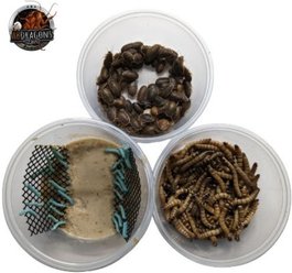 ABDragons Dubia Roach Hornworm & Superworm Live Feeder Combo Reptile Food, Medium