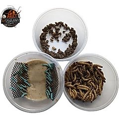 ABDragons Dubia Roach Hornworm & Superworm Live Feeder Combo Reptile Food, Small